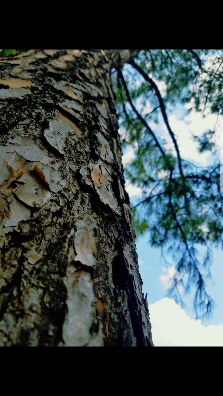 Reach the sky
