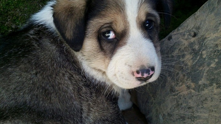 "chukky" i miss him....