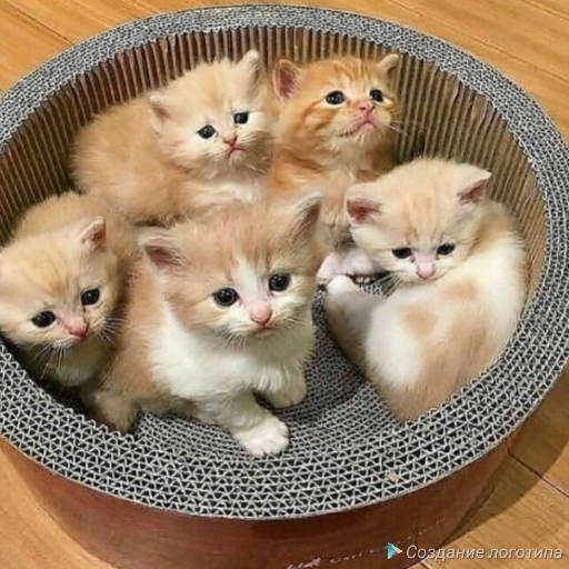 kittens