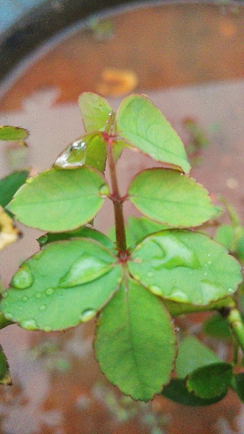 rose leaves
