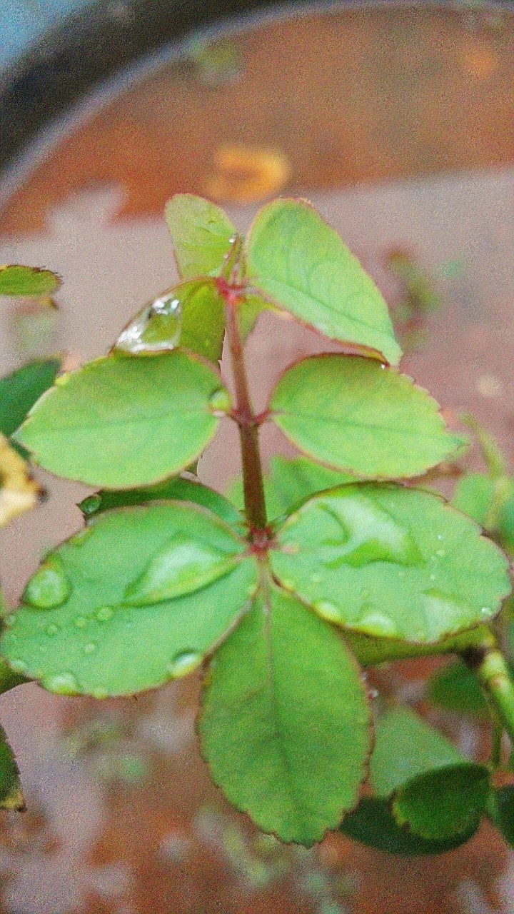 rose leaves
