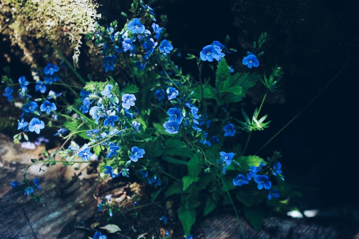 flowers