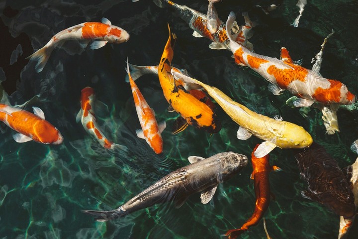 koi♡