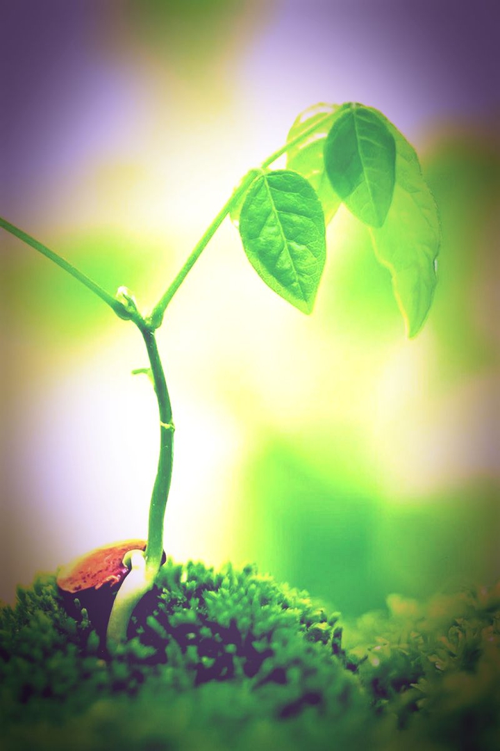 nature