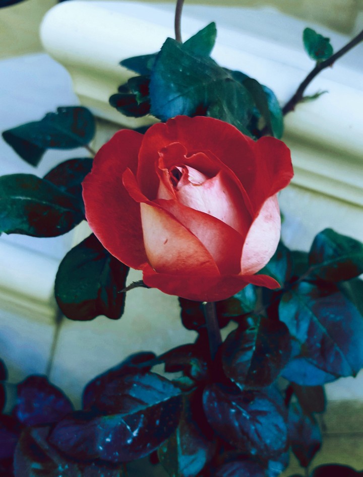 Beautiful rose