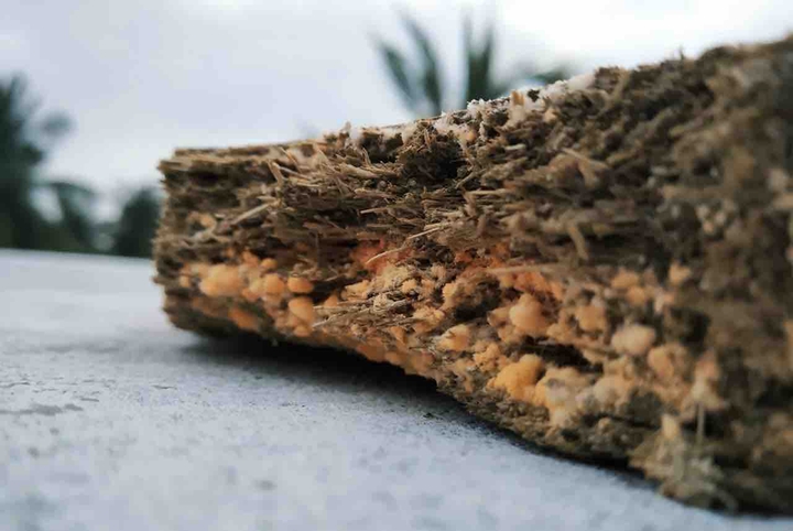 Fungus