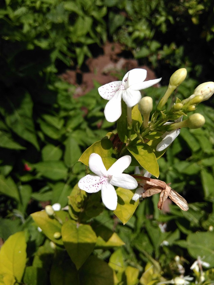 Beautiful flowers