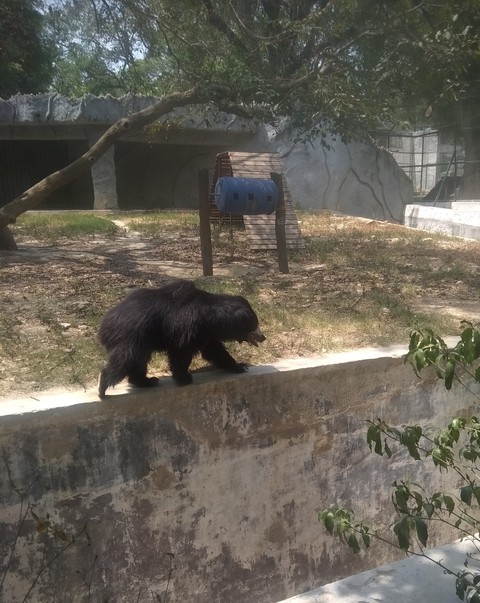 bear