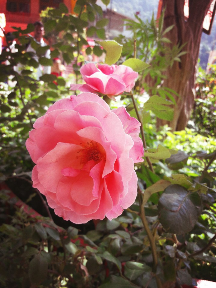 pink rose