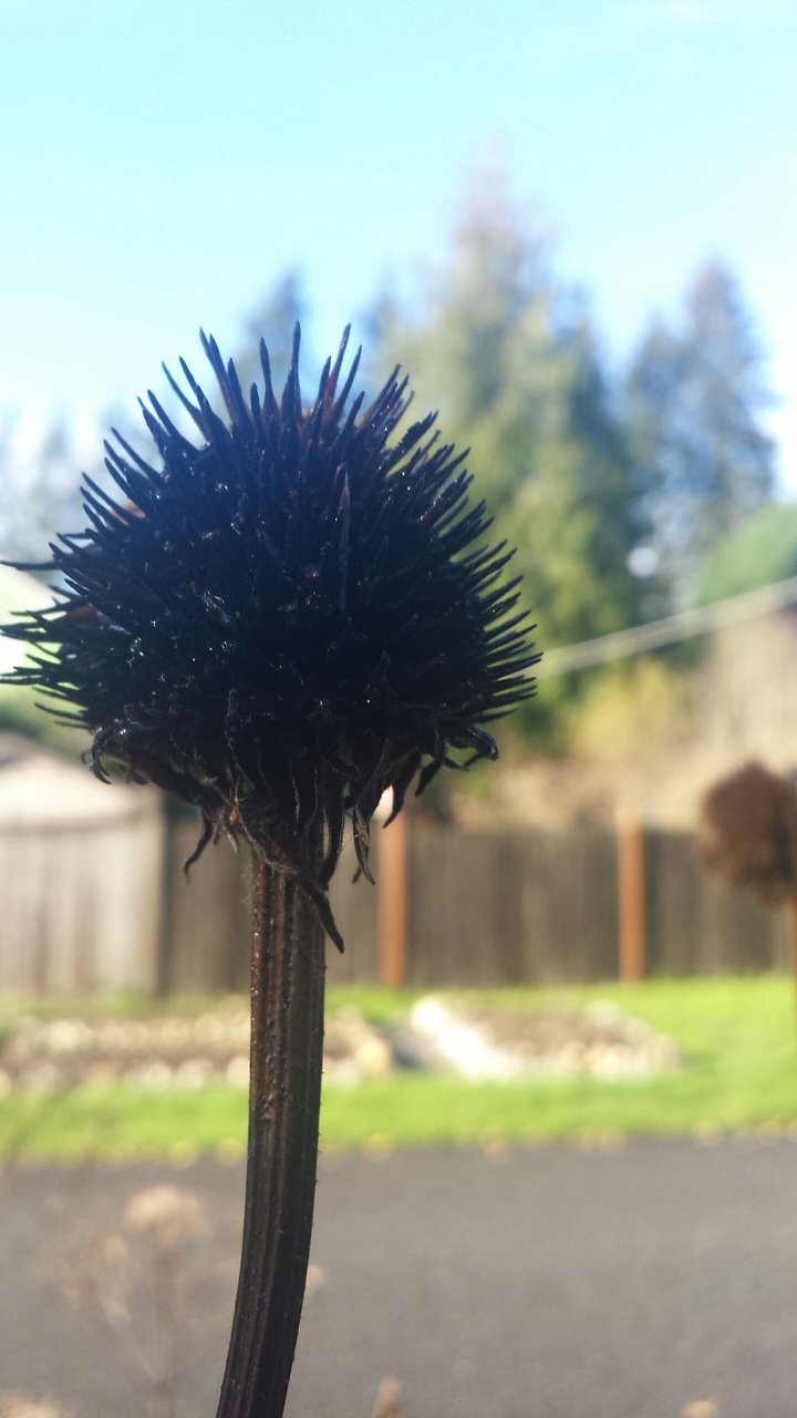 Spikey Flower
