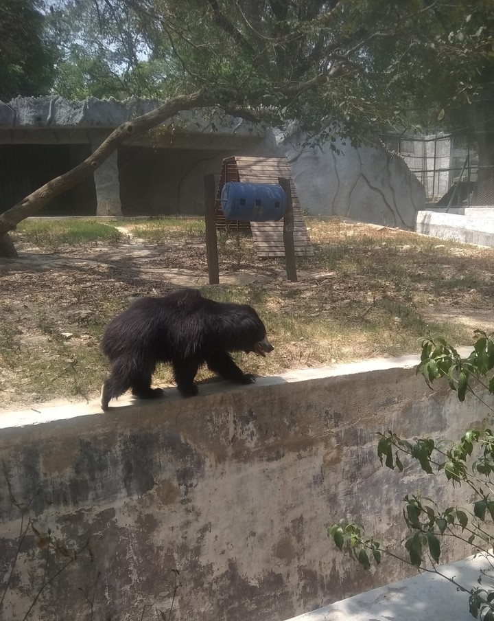 bear