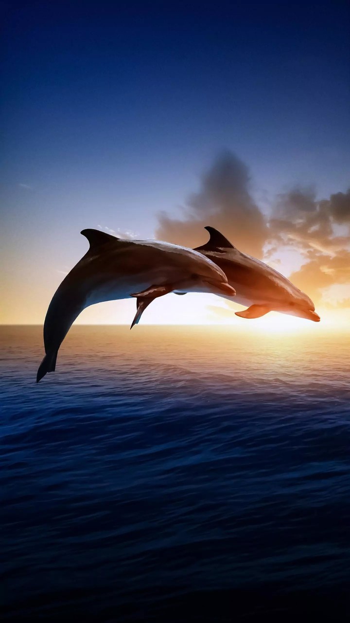 Dolphins...