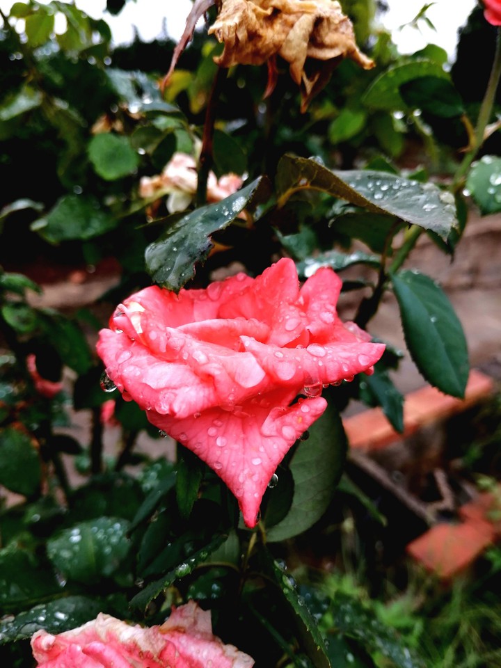 #Raindrops