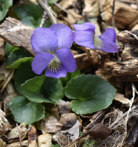 groundcover, 陆地植物壁纸