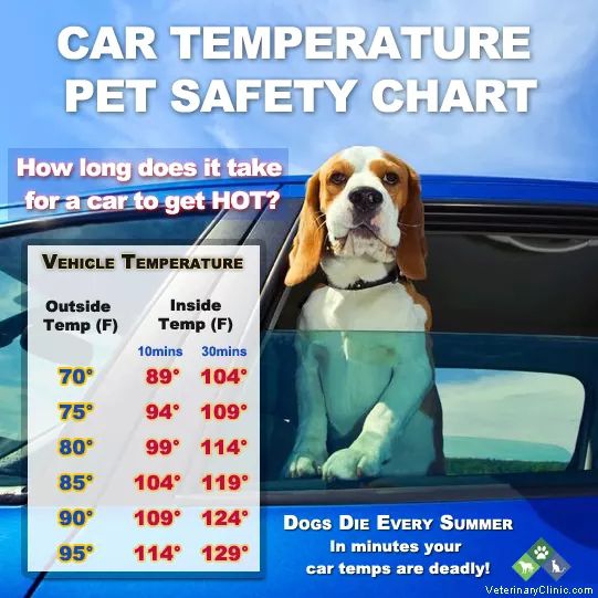 Car Temperature Chart For Your Pets!