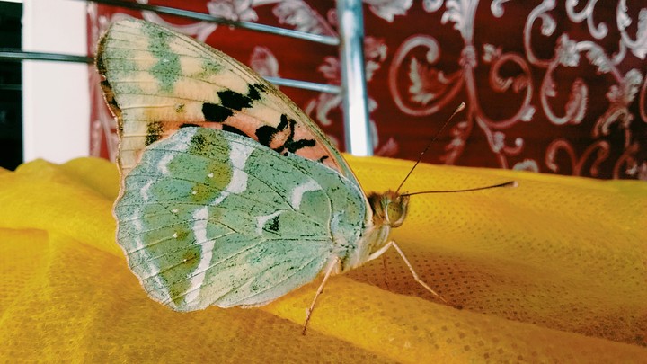 Nice)