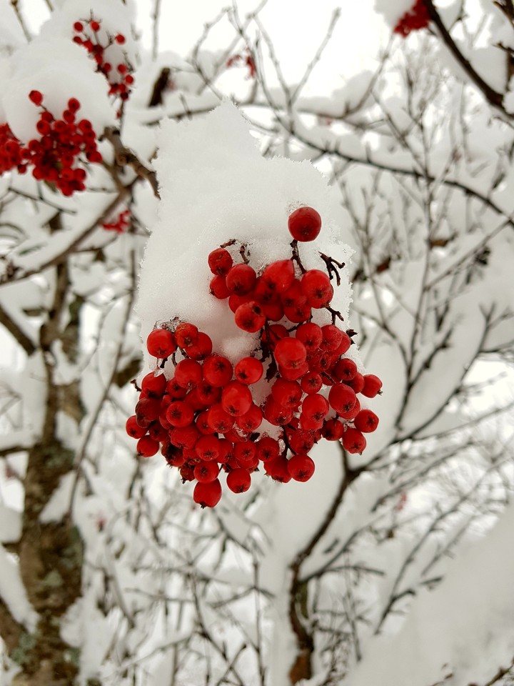 berry