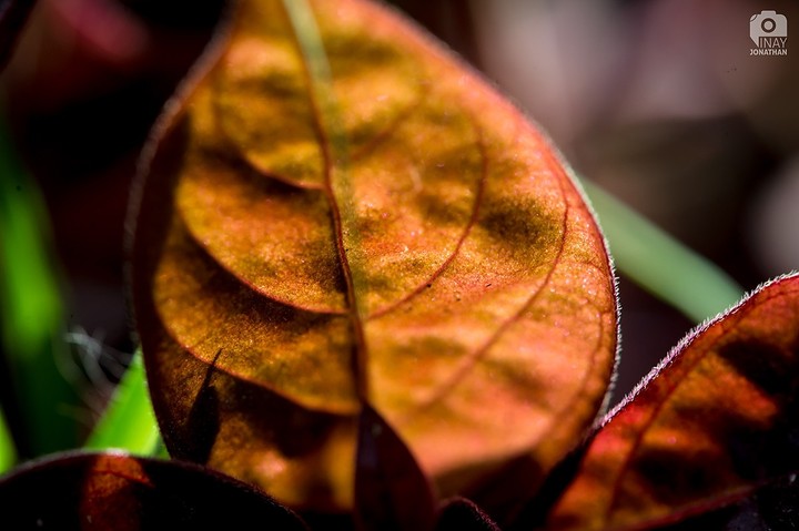 Nature Patterns