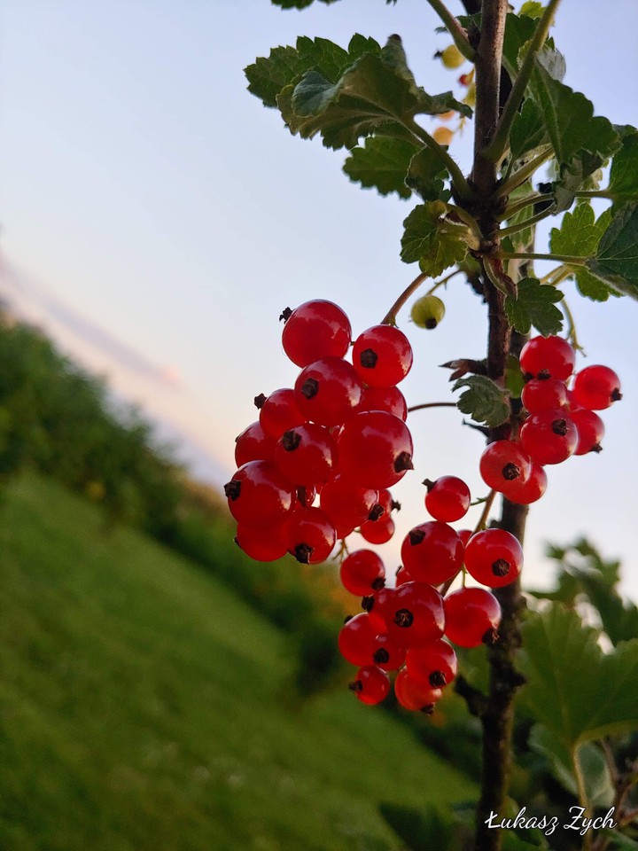 owoc