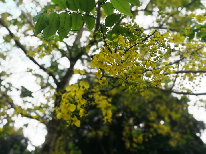 Look at the flowers, how they smile for you