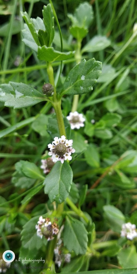 world most beautiful flower