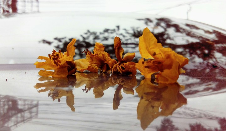 flowers fallen...