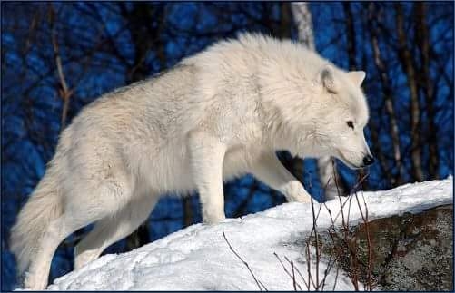 wolf