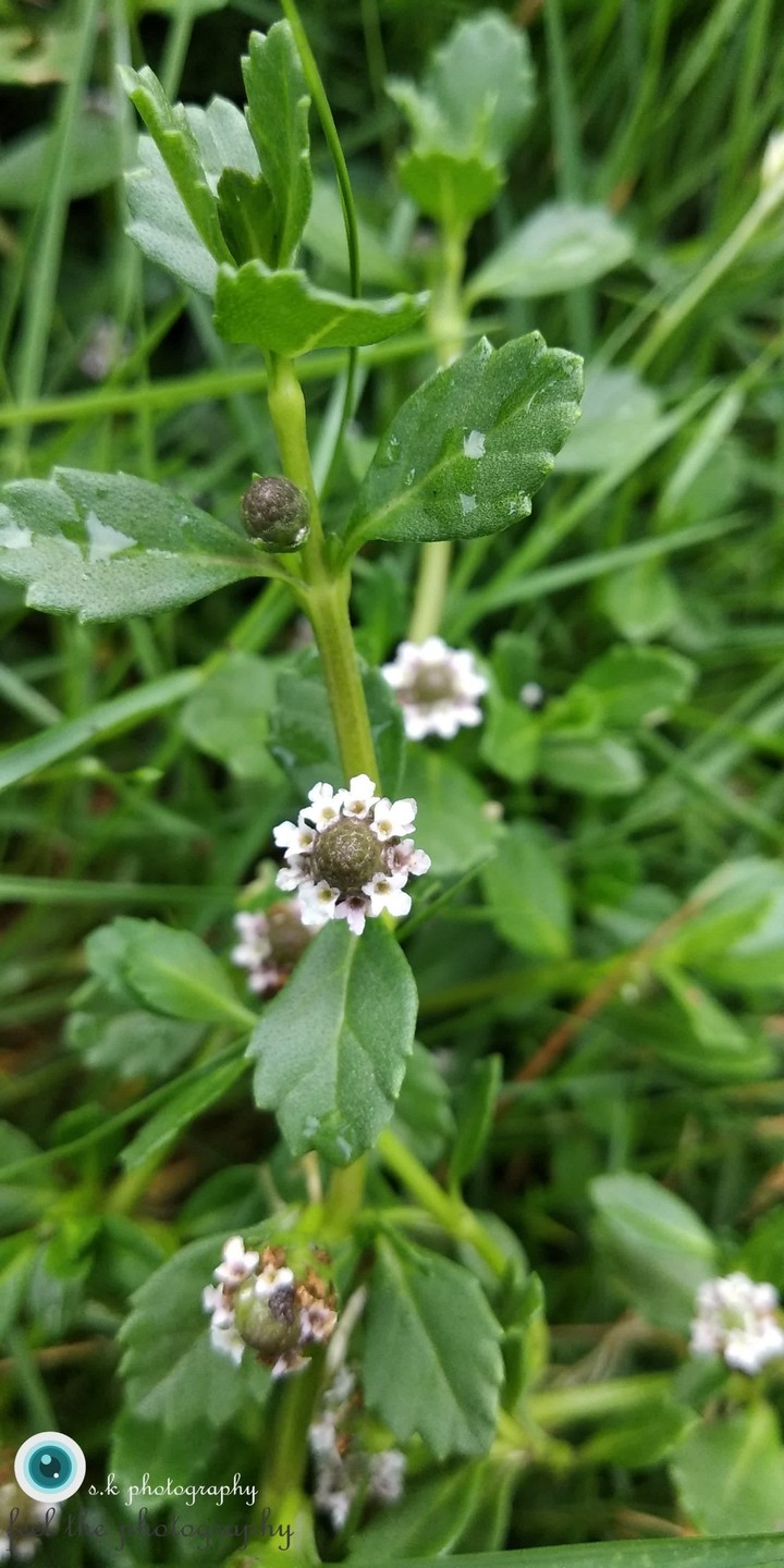 world most beautiful flower