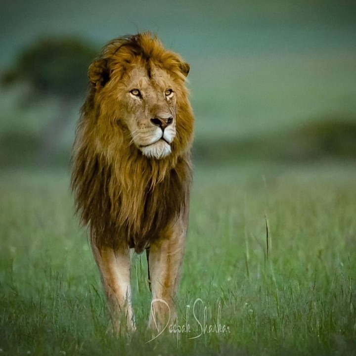 lion