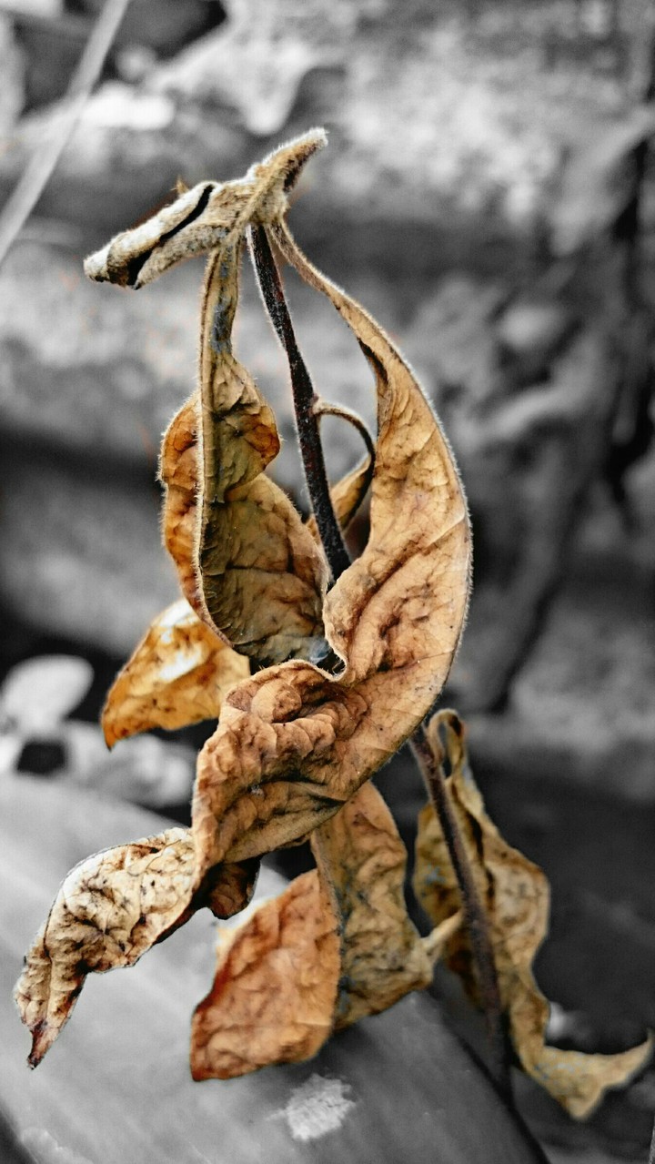 dry leaves