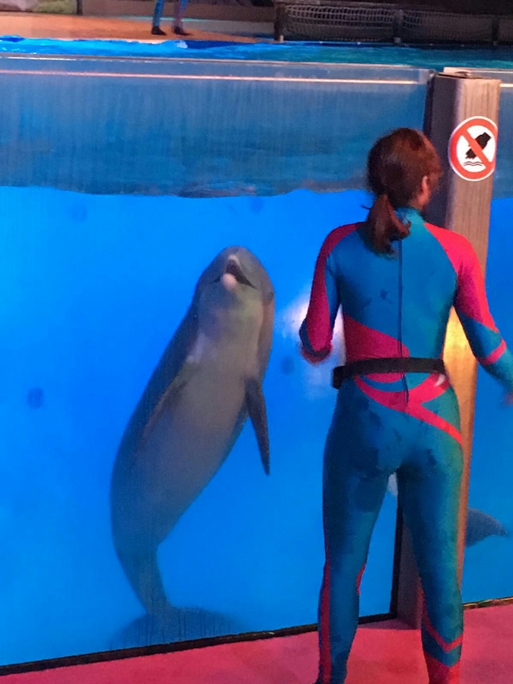 dolpfins