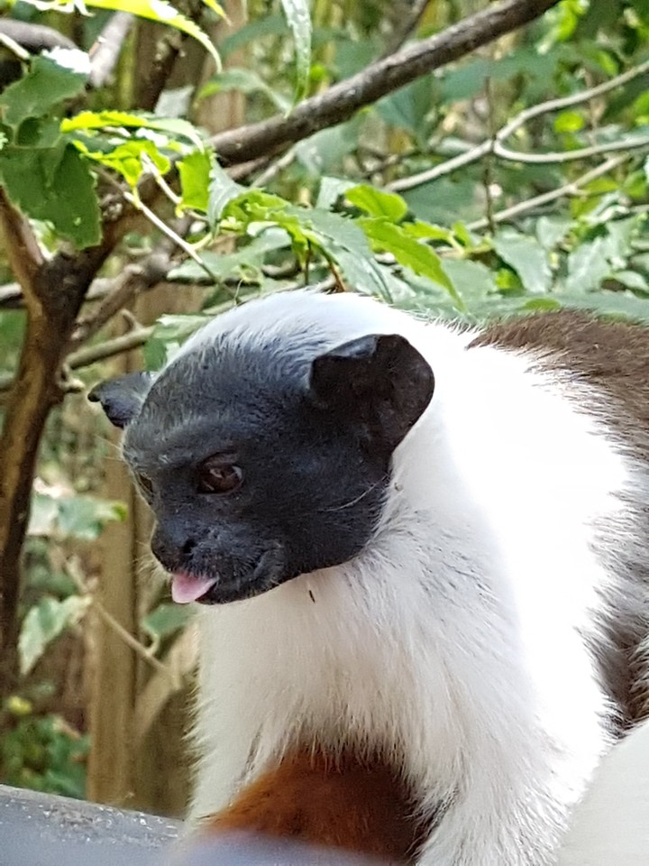 Singe