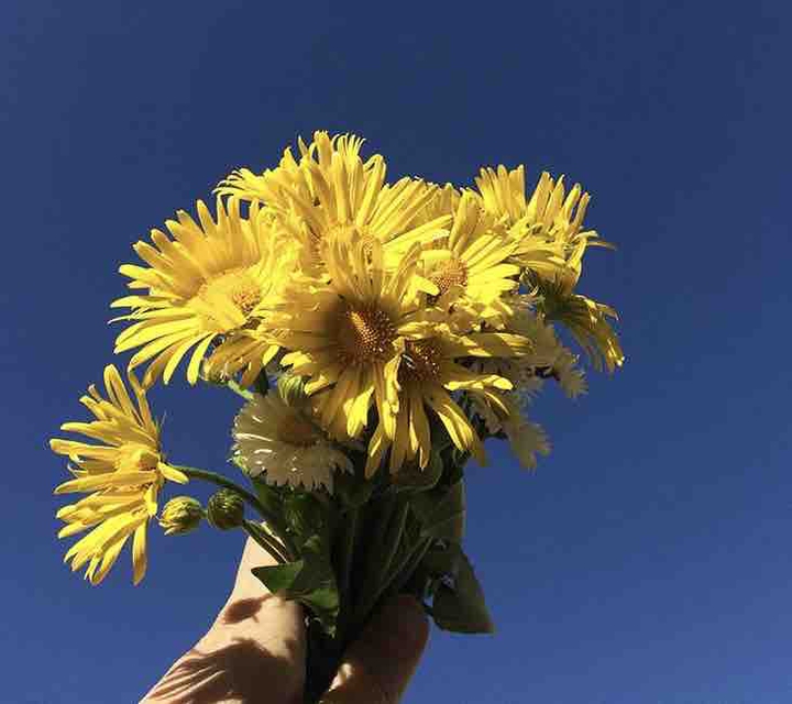 dandelions