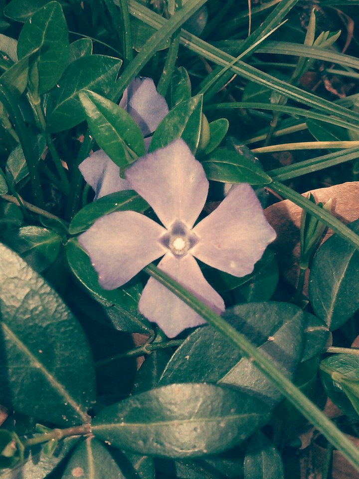 Flower
