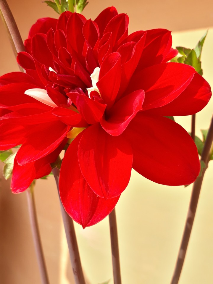 Dahlia 