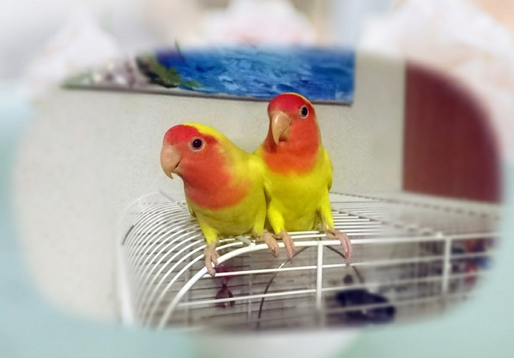 my lovebirds ))
