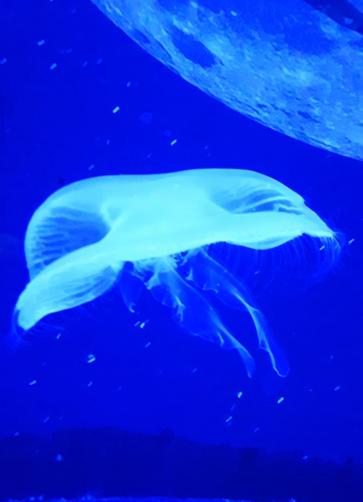해파리