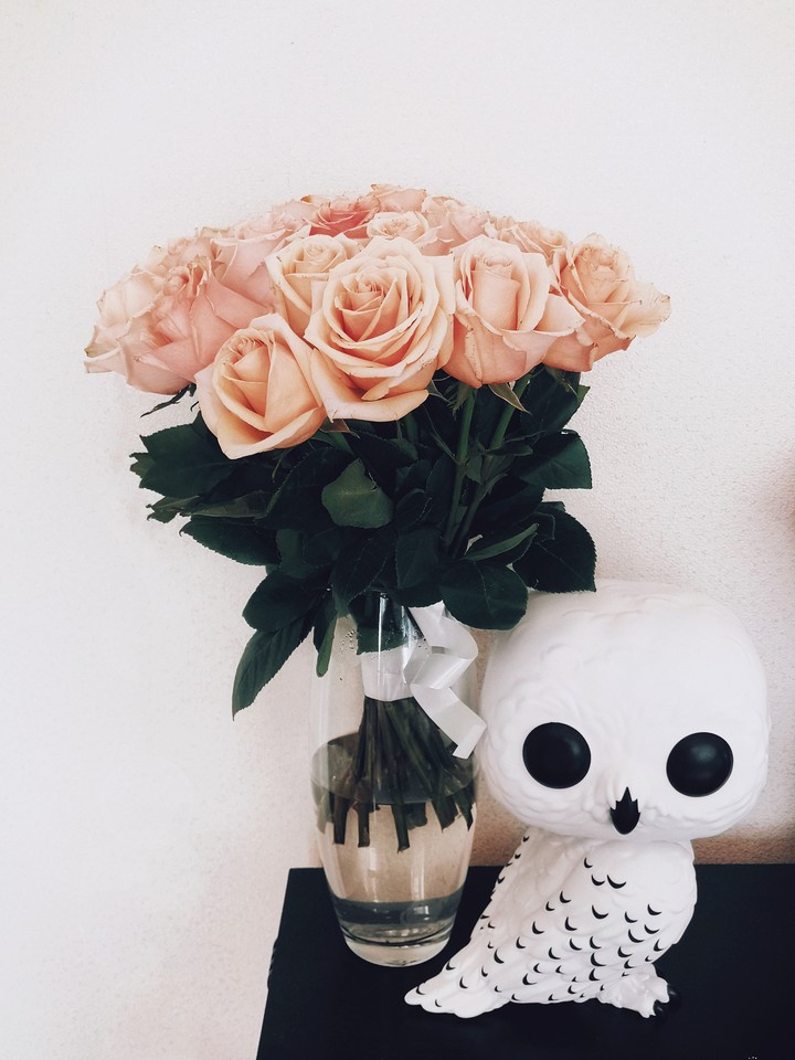 Roses and Hedwig