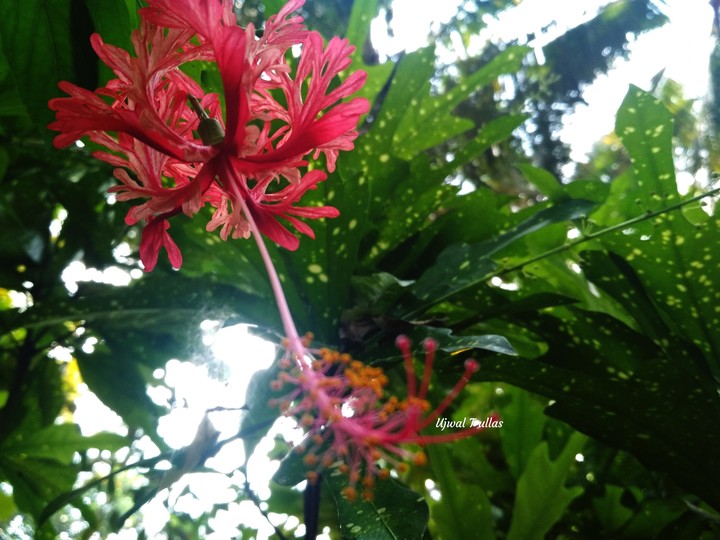 flower