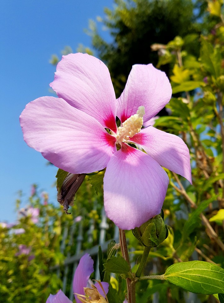 Pink flower