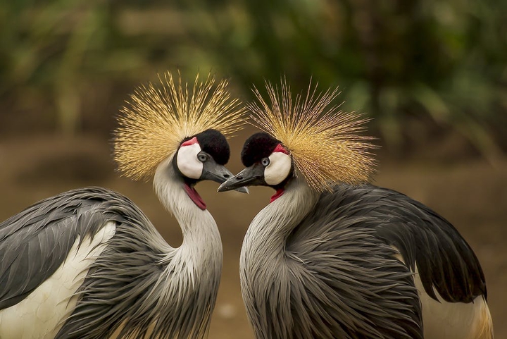 bird