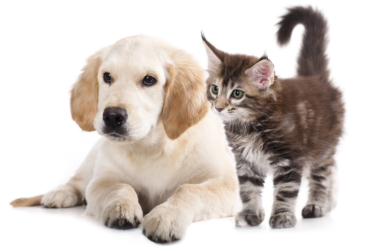 pets