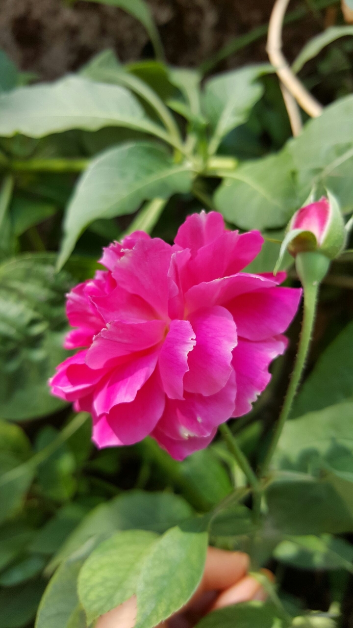 bloom