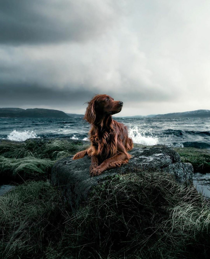 Dog
