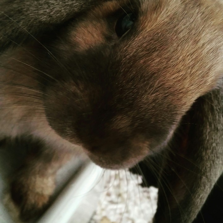 bunny