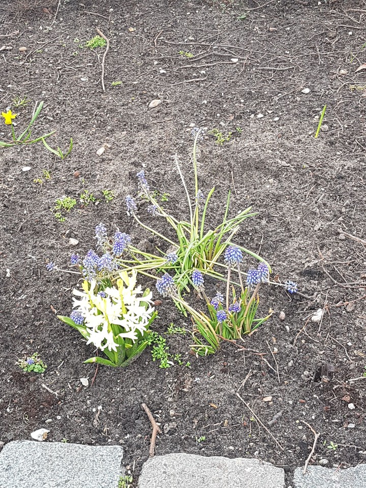 spring flowers