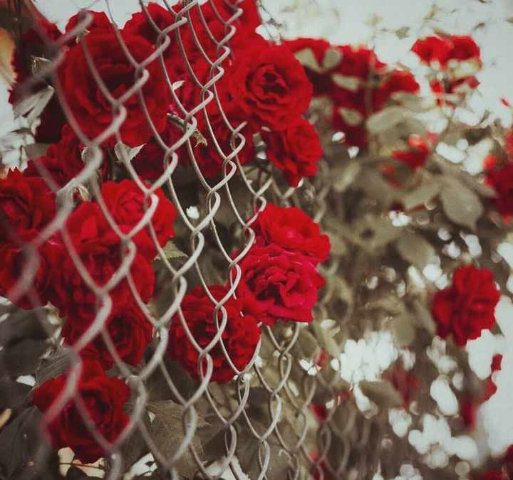 #rose