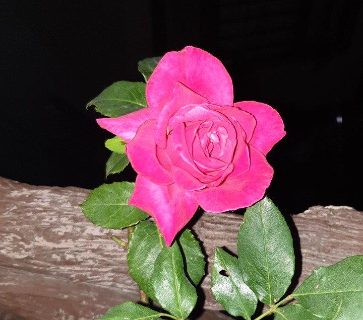 night rose