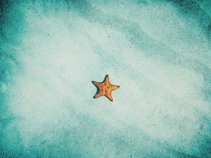 Starfish