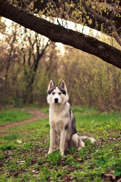Husky.